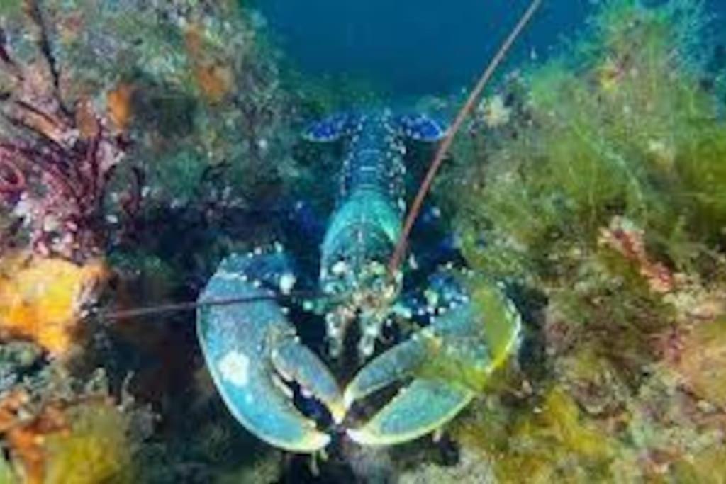 Gite Entre Mer Et Abers Landéda Exteriér fotografie